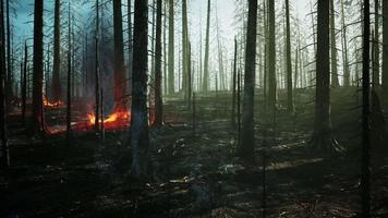 incendio forestal con árboles quemados después de un incendio forestal video