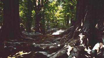 foresta pluviale tropicale asiatica con muschio video