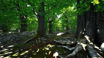 les racines des arbres et le soleil dans une forêt verte video