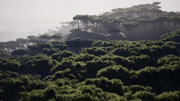 Distant scattered acacia trees covering hills in African landscape in Namibia video