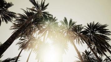 Underside of the coconuts tree with clear sky and shiny sun video