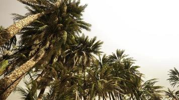 Underside of the coconuts tree with clear sky and shiny sun video