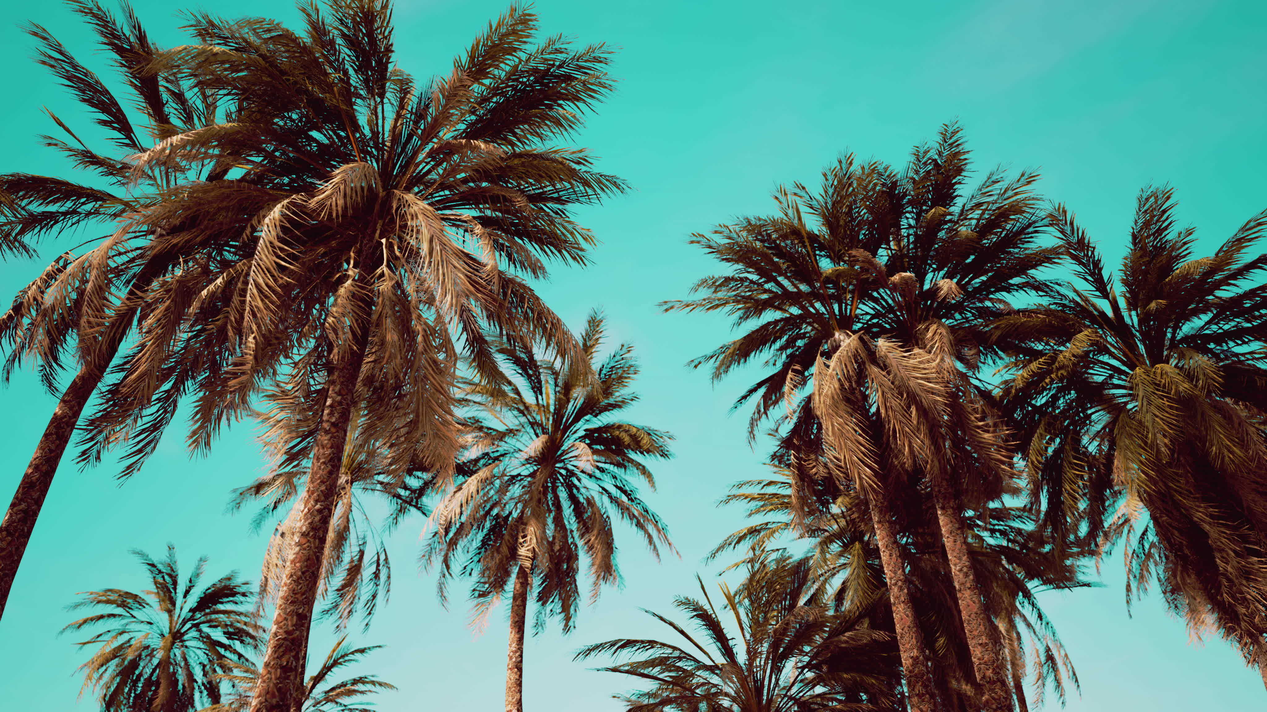 Underside of the coconuts tree with clear sky and shiny sun 8038307 ...