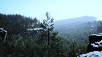 bela floresta perene remota na montanha video