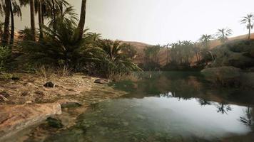 cena colorida com uma palmeira sobre um pequeno lago em um oásis no deserto video