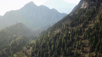Tanne und andere Kiefern auf Bergen an einem sonnigen Ende des Sommers video