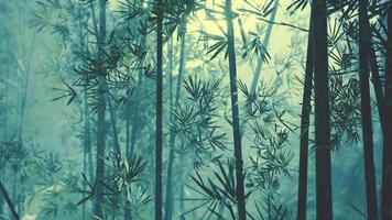 Morgenstimmung in einem Bambuswald video