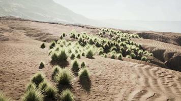 Bush in semi desert large wasteland video