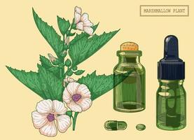 Marshmallow branch and two vials, hand drawn botanical illustration in a trendy modern style vector