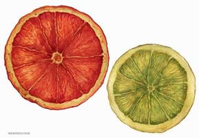 Slices of Christmas Dried Oranges, traced watercolor vector