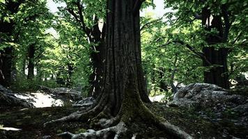 vista ravvicinata dettagliata su una trama di terreno forestale con muschio video