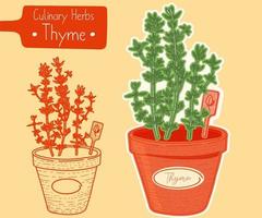 Medicine and culinary herb Thyme growing in a pot, hand-draw sketch illustration vector