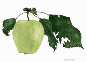 fruta de manzana verde con hojas, color de agua trazado realista botánico vector