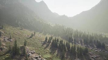 bosque de pinos que crece en las montañas video