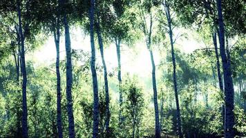 white birch grove in spring video