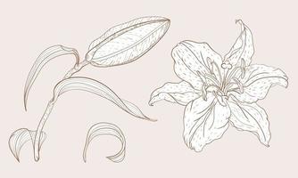 Asian Oriental Lily bud and flower in vintage sketching style vector