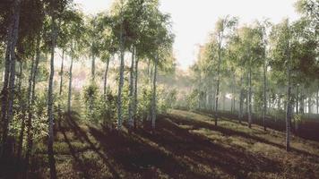 Birches with green leaves sway in the strong wind video