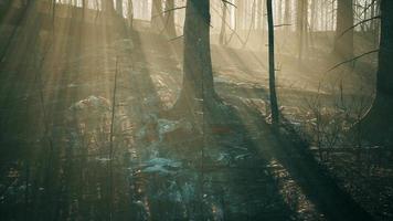 incêndio florestal com árvore caída é queimado no chão video