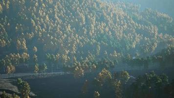 gele en groene bomen in het herfstbos video