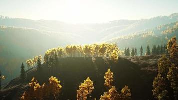 hermoso paisaje de un bosque verde y amarillo dorado
