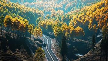 Bäume mit gelbem Laub in nebligen Bergen video
