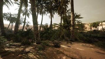 le sentier de l'oasis de palmiers est l'une des nombreuses randonnées populaires dans le parc national video