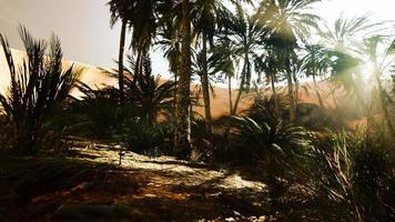 el sendero del oasis de palmeras es una de las muchas caminatas populares en el parque nacional video