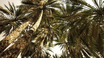 Underside of the coconuts tree with clear sky and shiny sun video