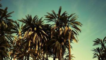 Underside of the coconuts tree with clear sky and shiny sun video