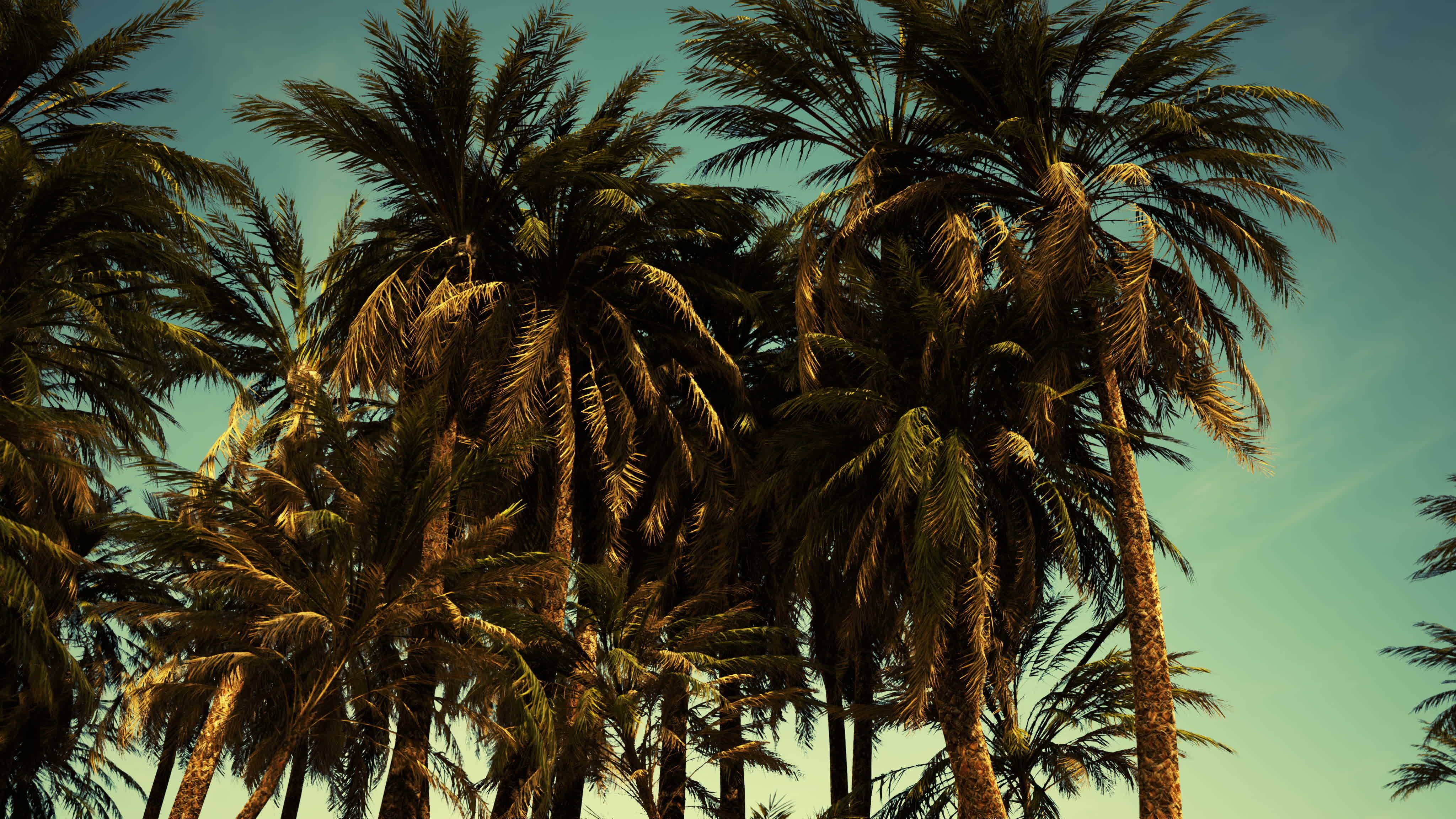 Underside of the coconuts tree with clear sky and shiny sun 8039129 ...