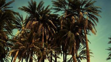 Underside of the coconuts tree with clear sky and shiny sun video