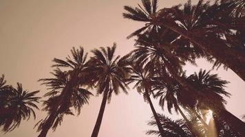 Underside of the coconuts tree with clear sky and shiny sun video