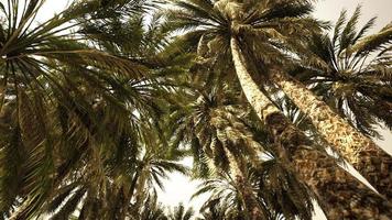 Underside of the coconuts tree with clear sky and shiny sun video