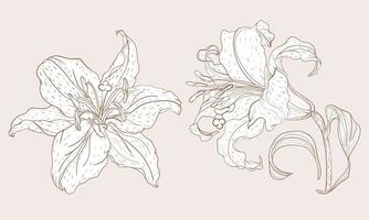 Asian Lily inflorescence and steam flower in vintage sketching style vector