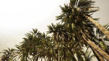 Underside of the coconuts tree with clear sky and shiny sun video