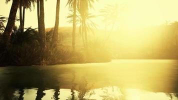 cena colorida com uma palmeira sobre um pequeno lago em um oásis no deserto video