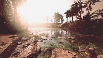 Colorful scene with a palm tree over a small pond in a desert oasis video