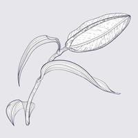 Oriental Lily branch with bud, line art style vector