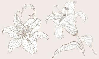 Oriental Lily inflorescence and steam flower in vintage sketching style vector