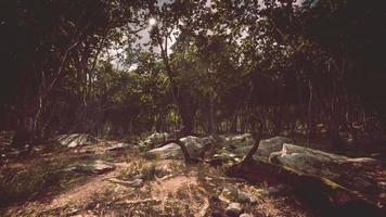 raízes de uma árvore em uma floresta enevoada video