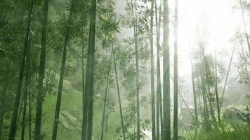 natureza fresca e floresta de bambu tropical verde video