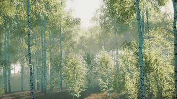 björkskog i solljus på morgonen video