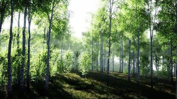 Panorama of birch forest with sunlight video