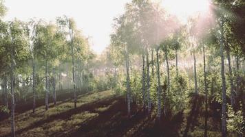 birch forest in sunlight in the morning video