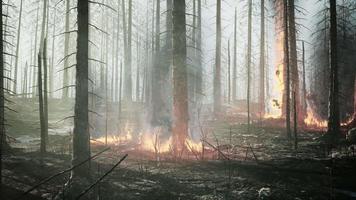 Forest fire with fallen tree is burned to the ground video