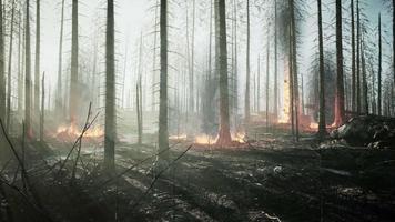 skogsbrand med fallna träd bränns ner till grunden video