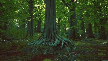 les racines des arbres et le soleil dans une forêt verte video