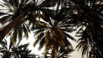 Underside of the coconuts tree with clear sky and shiny sun video