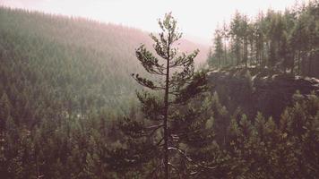 hermoso bosque siempreverde remoto en la montaña video