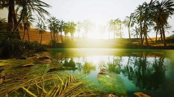 escena colorida con una palmera sobre un pequeño estanque en un oasis en el desierto video